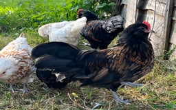 Chickens poultry for sale: Rare Breed Thuringian Chamois & Black Chickens  - Image 20
