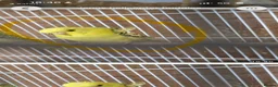 Budgerigars birds for sale: Hago Helicopter Baby Budgies - Advert 1