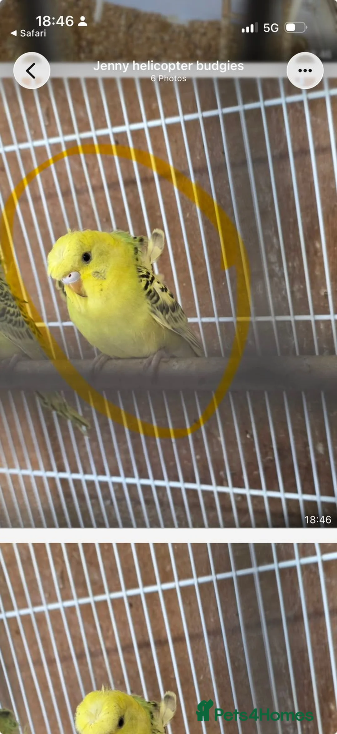 Budgerigars birds for sale: Hago Helicopter Baby Budgies - Advert 1