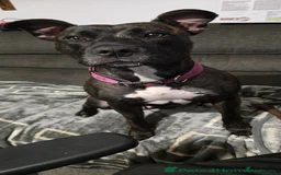 Mixed Breed dogs for sale: Rottweiler x Staffordshire bull terrior - Image 7