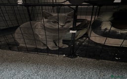 British Shorthair cats for sale: British short hair fmale 6mth read description  - Image 1