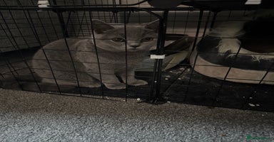 British Shorthair cats - Advert 3