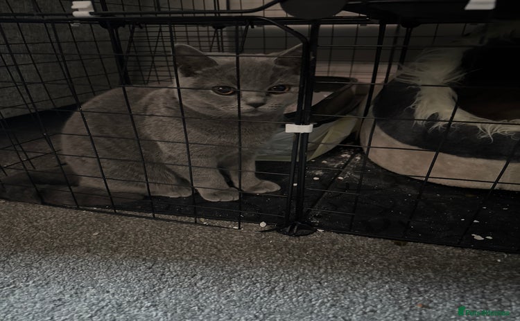British Shorthair cats - Advert 8
