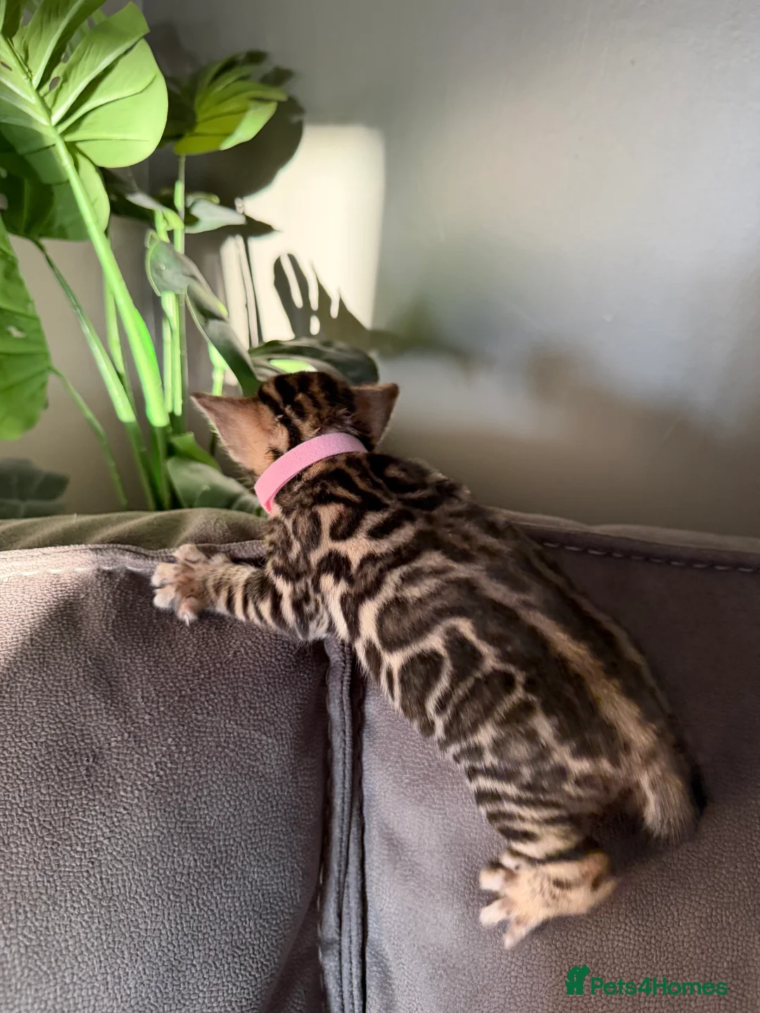 Bengal cats for sale: Beautiful Pedigree Bengal kittens for sale  - Advert 6