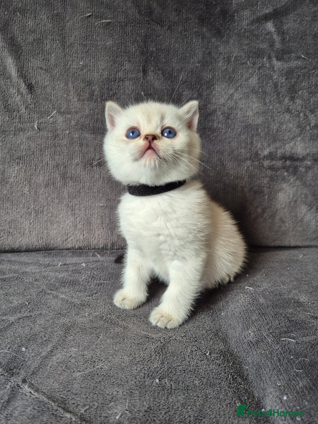 British Shorthair cats for sale: TICA Blue/gold/silver colourpoint - Image 7