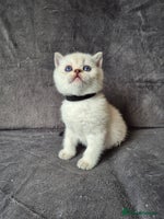 British Shorthair cats - Advert 1