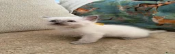 Ragdoll cats for sale: 2 ragdoll boy Kittens - Advert 18