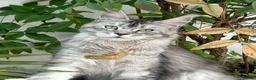 Maine Coon cats for sale: Beautiful half Maine coon kittens available  - Advert 15