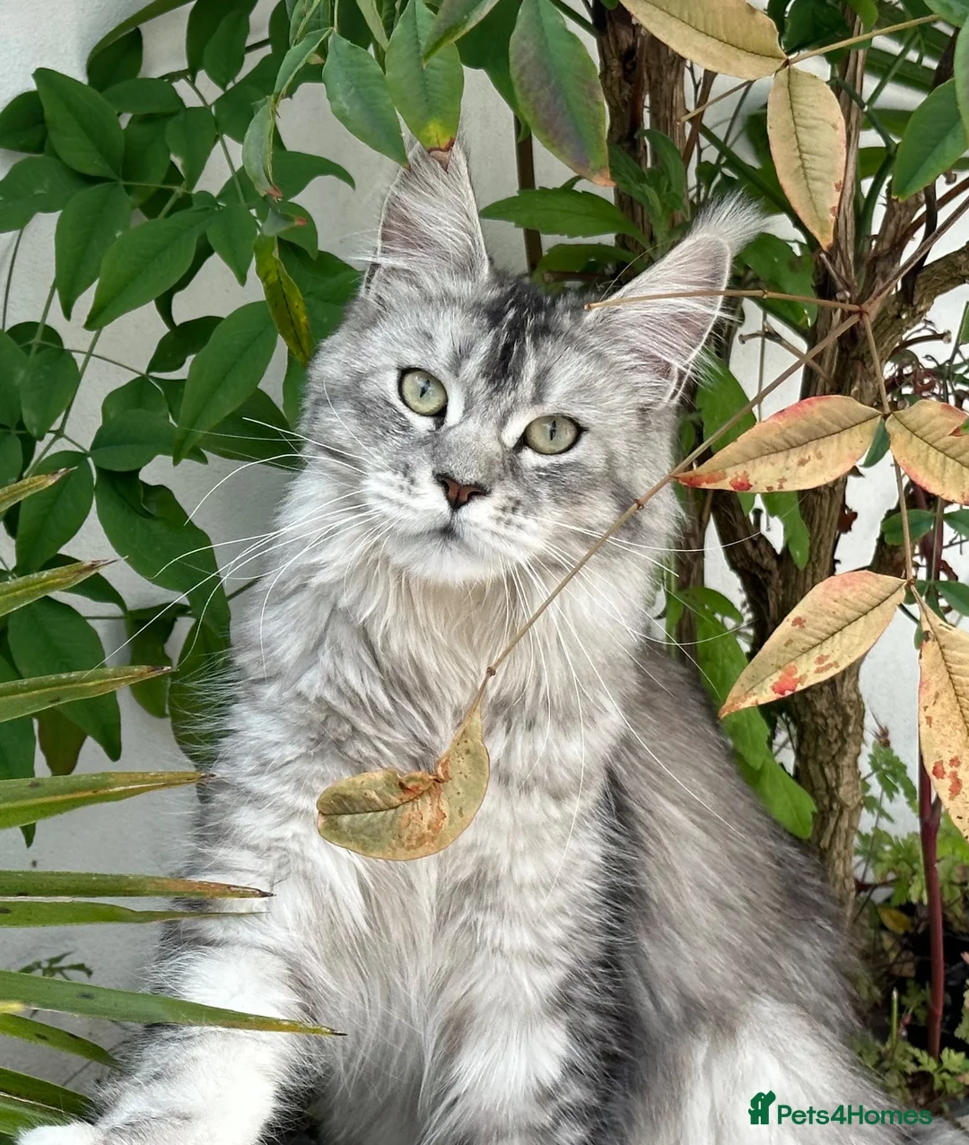 Maine Coon cats for sale: Beautiful half Maine coon kittens available  - Advert 15