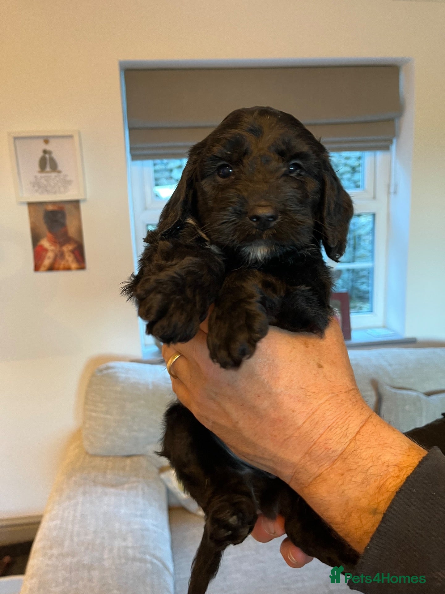 Cockapoo dogs 7 beautiful F1 Cockapoo puppies, brown and black.  - Advert 2
