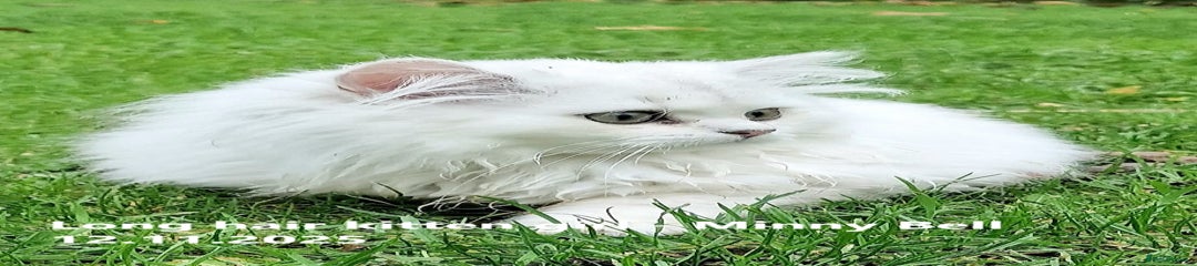 British Longhair Kitten 2