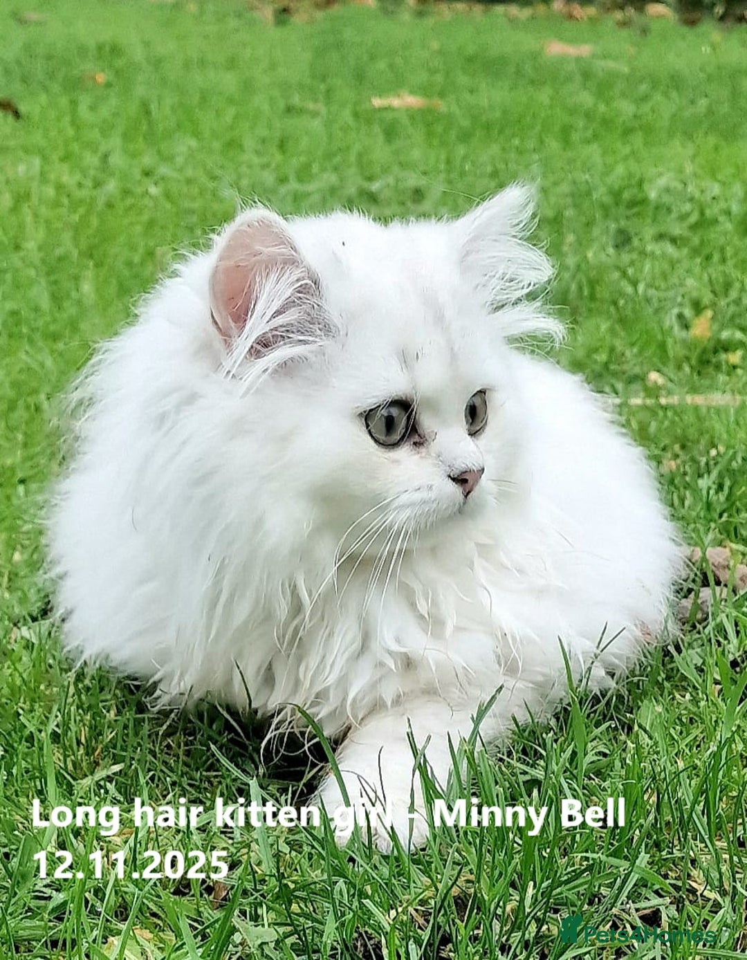 British Shorthair cats for sale: ❤ Pedigree British Short/Long Hair Kittens ❤ - Advert 16