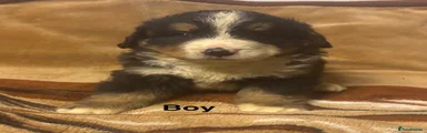 Bernese Mountain Dog Puppy 2