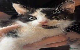 Domestic Shorthair cats for sale: 2 female kittens for sale - Image 2