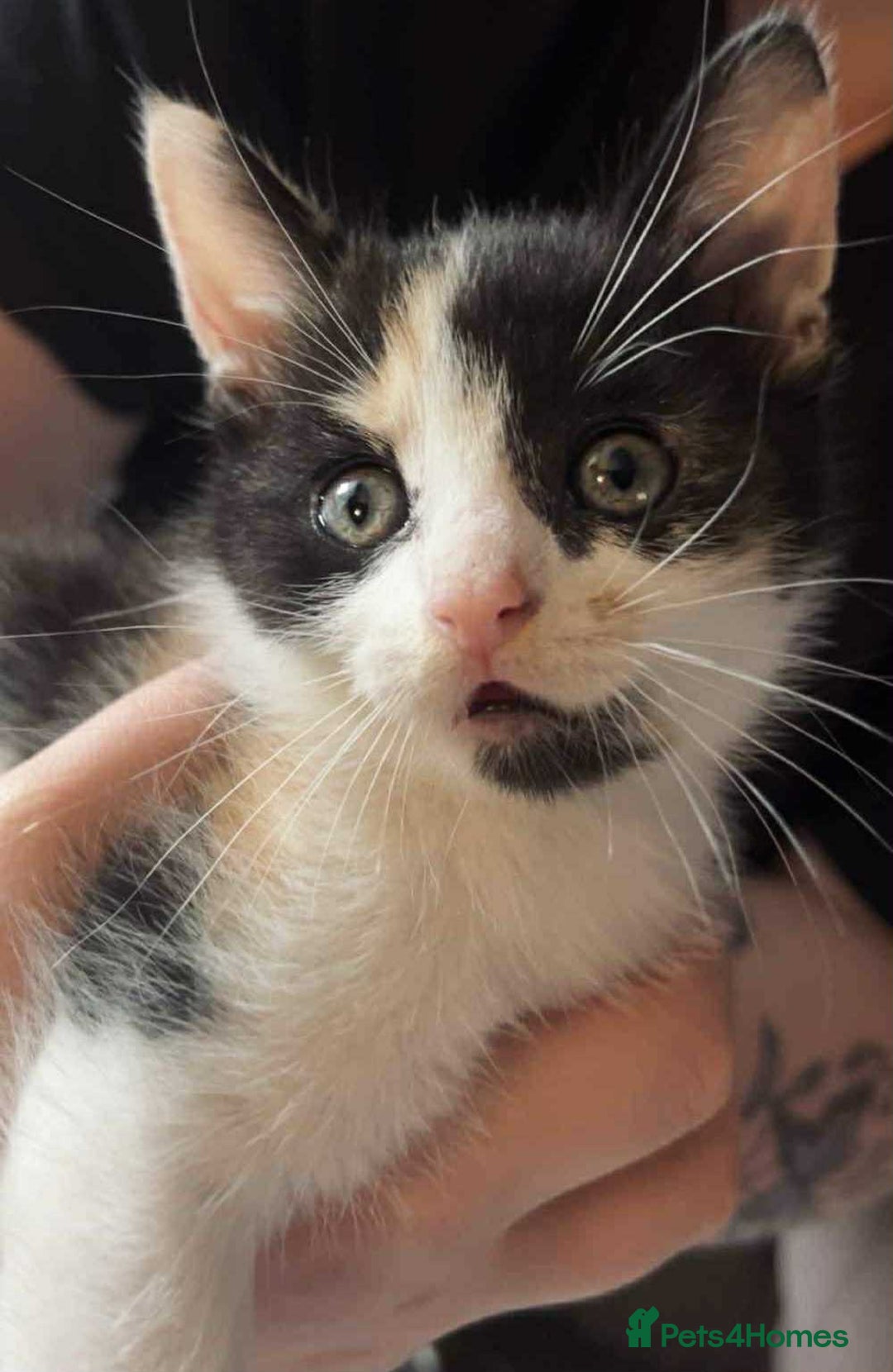 Domestic Shorthair cats for sale: 2 female kittens for sale - Image 2