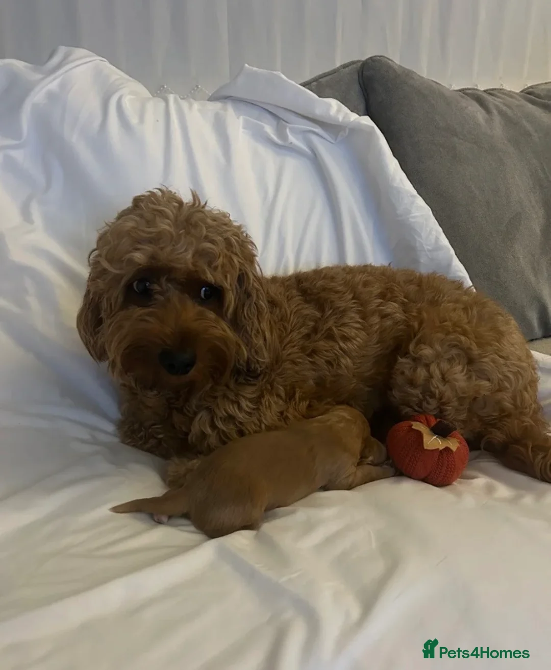 Cockapoo dogs for sale: 🐾Outstanding quality cockapoo puppies🐾-🍫❤️ in London - Advert 1