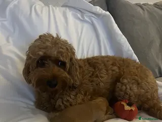 Cockapoo dogs 🐾Outstanding quality cockapoo puppies🐾-🍫❤️ - Advert 2