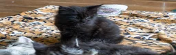 Maine Coon cats for sale: Lovely Maine Coon Kittens–5Available–Family Raised - Advert 27