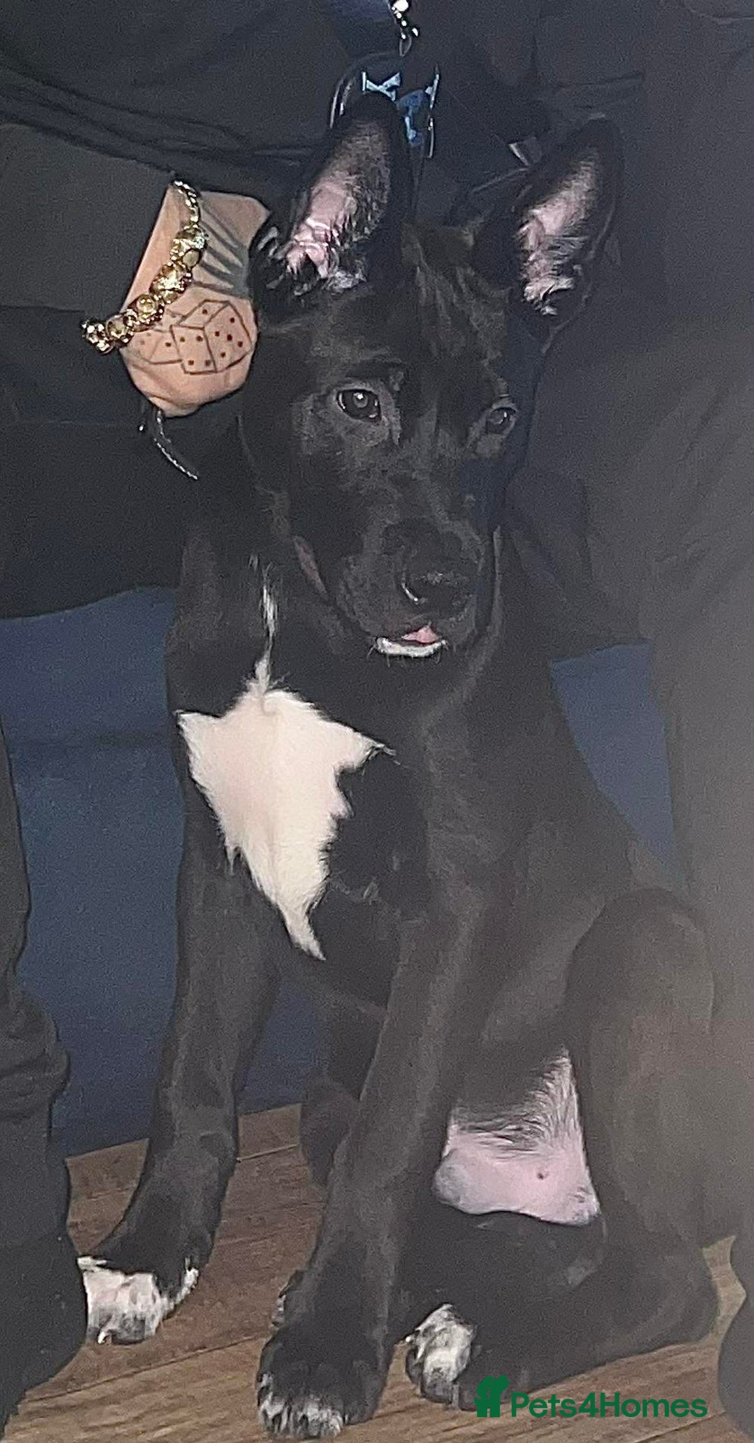 Mixed Breed dogs for sale: cane corso mix german shepard american akita - Advert 1