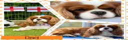 Cavalier King Charles Spaniel dogs for sale: Beautiful KC registered CKCS litter 💛 - Advert 18
