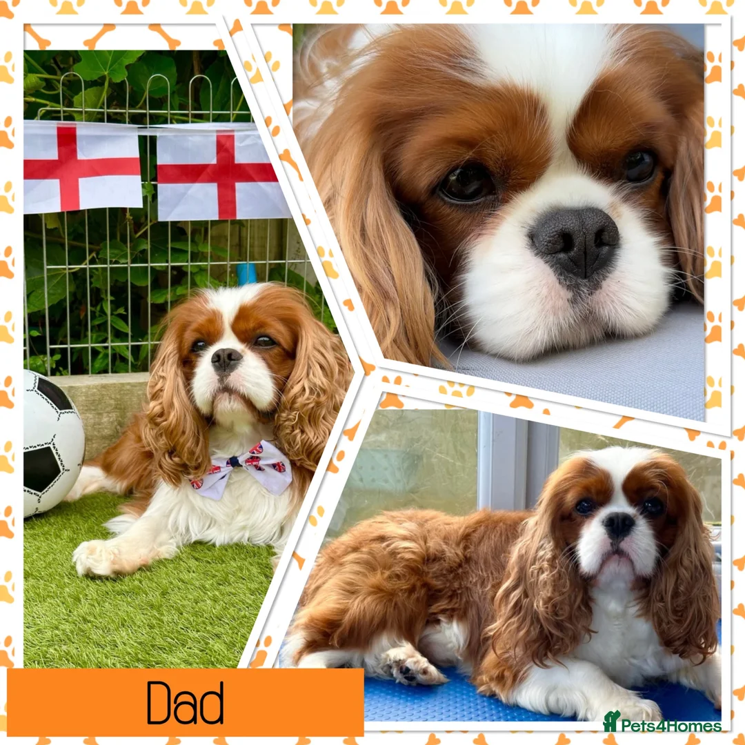 Cavalier King Charles Spaniel dogs for sale: Beautiful KC registered CKCS litter 💛 - Advert 18