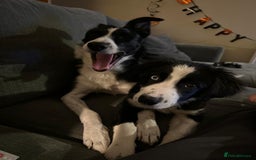 Border Collie dogs for sale: Beautiful Border Collie Puppies - 1 Boy Left - Advert 6