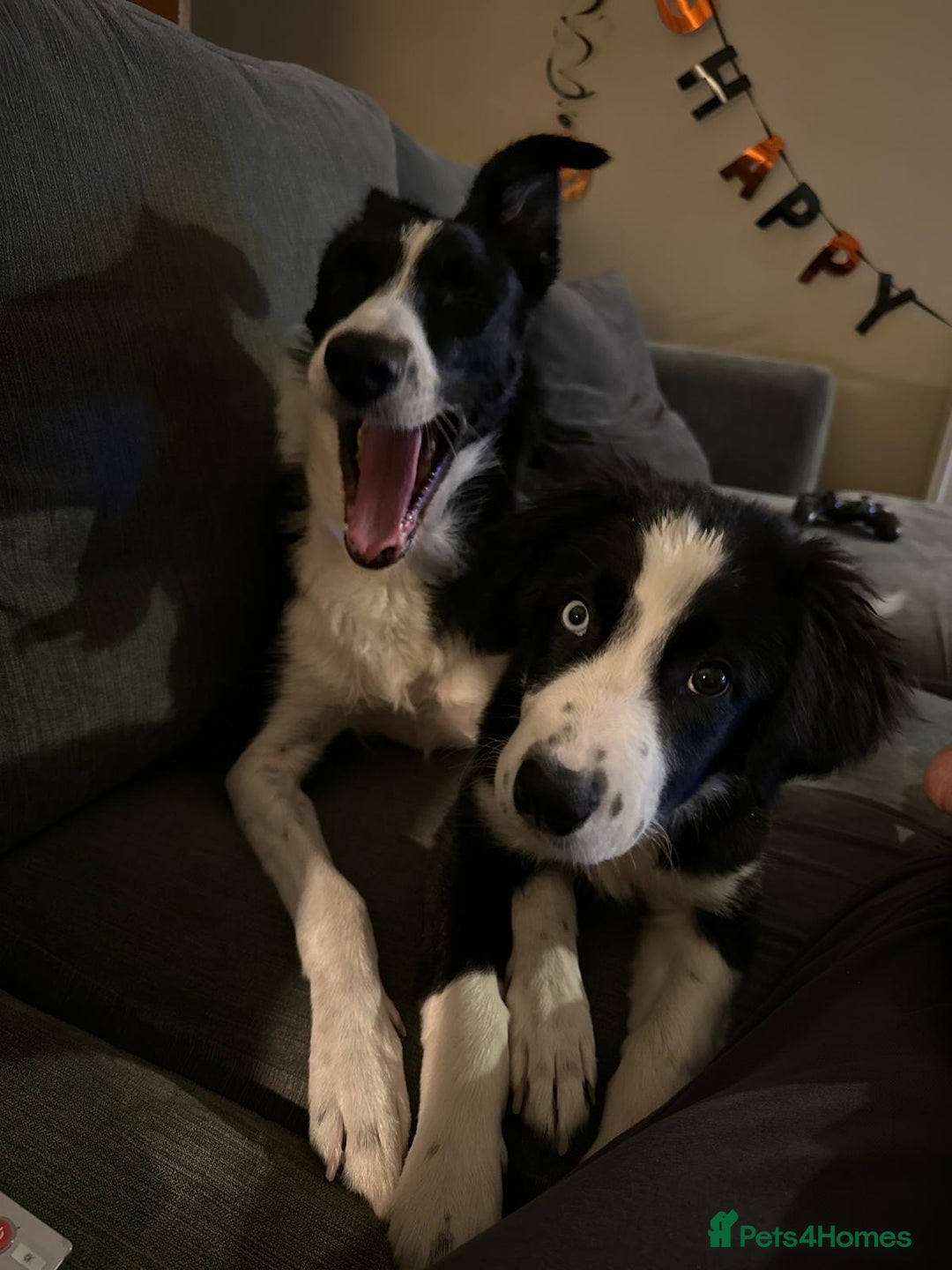Border Collie dogs for sale: Beautiful Border Collie Puppies - 1 Boy Left - Advert 6