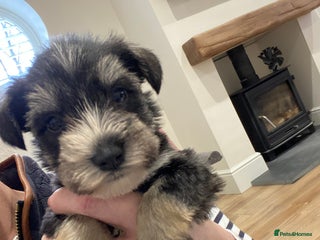 Miniature Schnauzer dogs Fully health tested, miniature schnauzer puppy’s - Advert 4