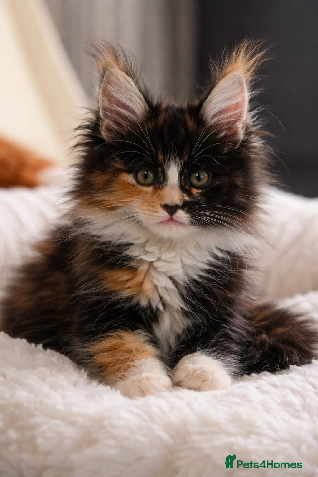 Maine Coon cats for sale: Maine Coon Litter - Advert 2
