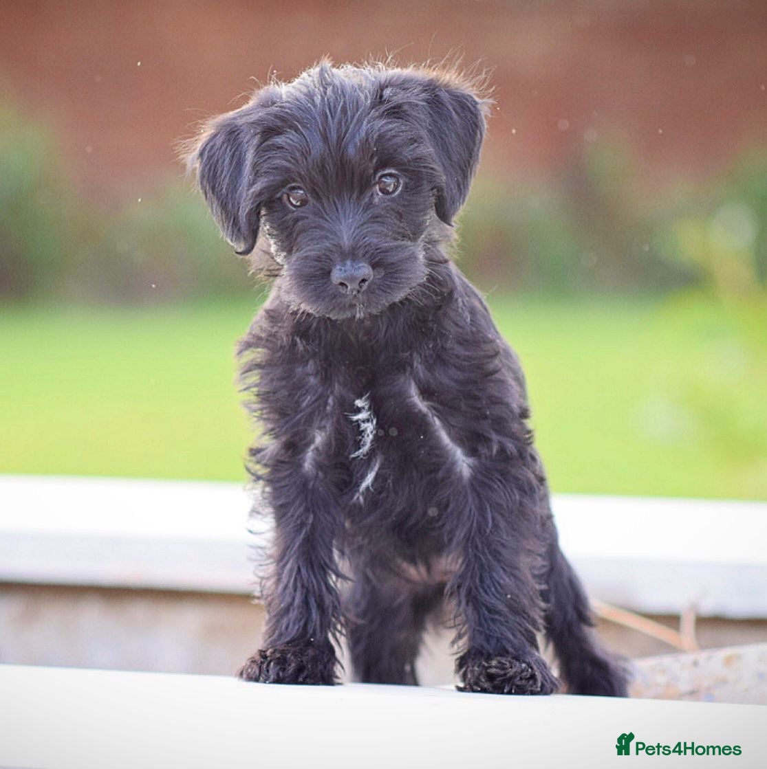 Mixed Breed dogs Council approved 5⭐️Rated Licensed Registered  - Advert 3