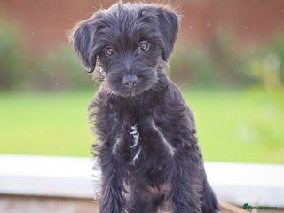 Mixed Breed dogs Council approved 5⭐️Rated Licensed Registered - Advert 3