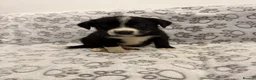 Border Collie dogs for sale: Health Tested parents, KC Reg, BAER tested pups - Advert 18