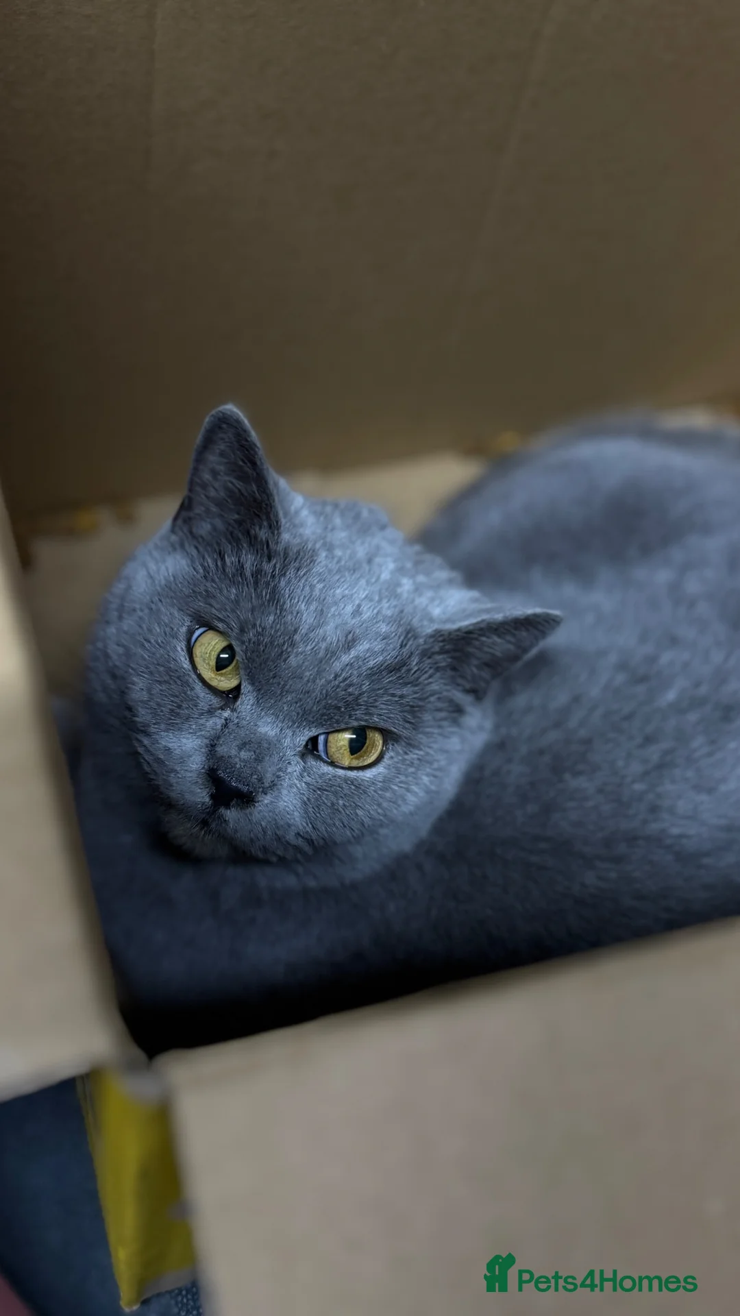 British Shorthair cats for sale: Beautiful blue-eyed  - Advert 1
