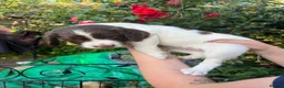 English Springer Spaniel dogs for sale: KC Reg Springer Spaniel Puppies - Horsham in Horsham - Advert 10