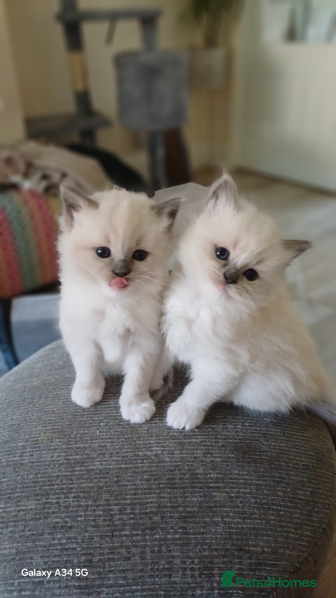 Mixed Breed cats Persian ragdolls. - Advert 2