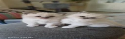 Mixed Breed cats for sale: Persian ragdolls. in Motherwell - Advert 3