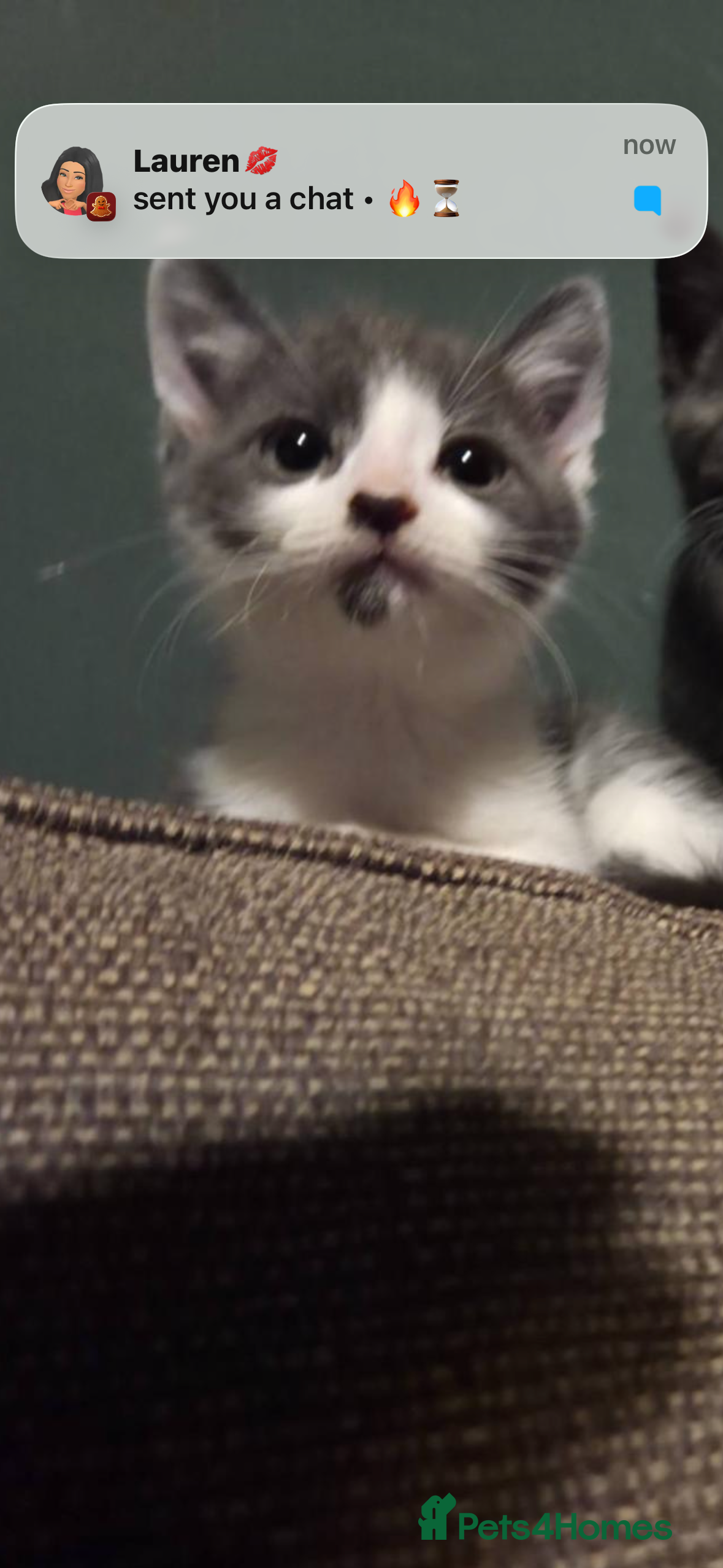 Mixed Breed cats Brother and sister  - Advert 1