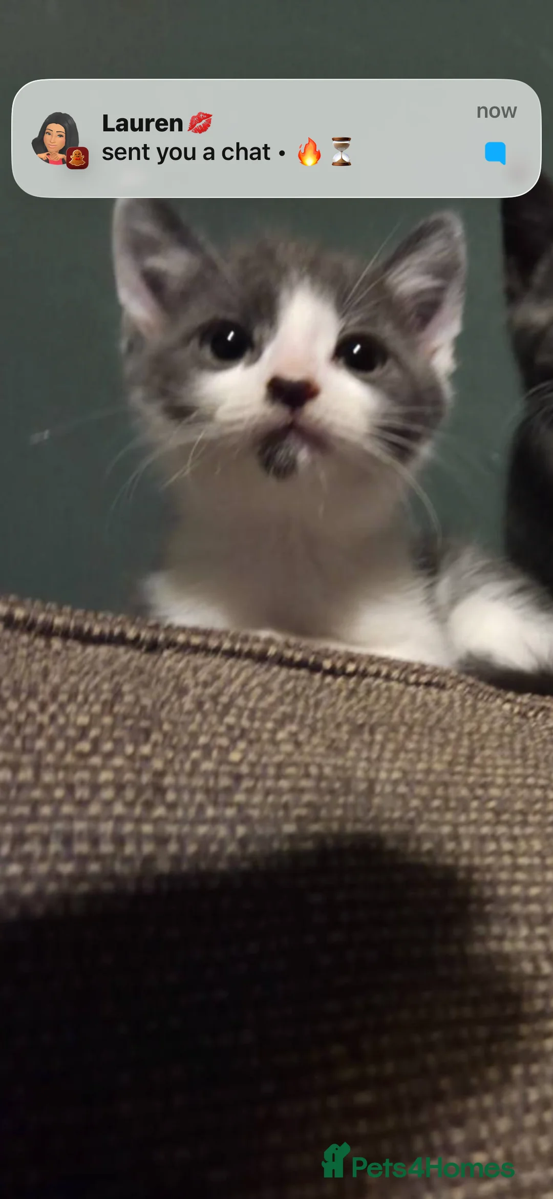 Mixed Breed cats for sale: Brother and sister  - Advert 1