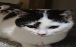 Mixed Breed cats for sale: Two inseparable kittens  - Image 10