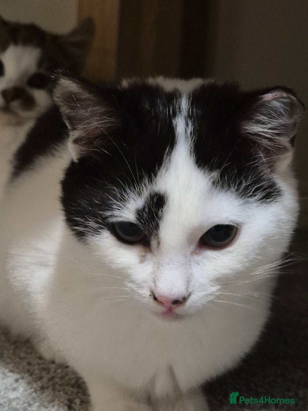 Mixed Breed cats for sale: Two inseparable kittens  - Image 10