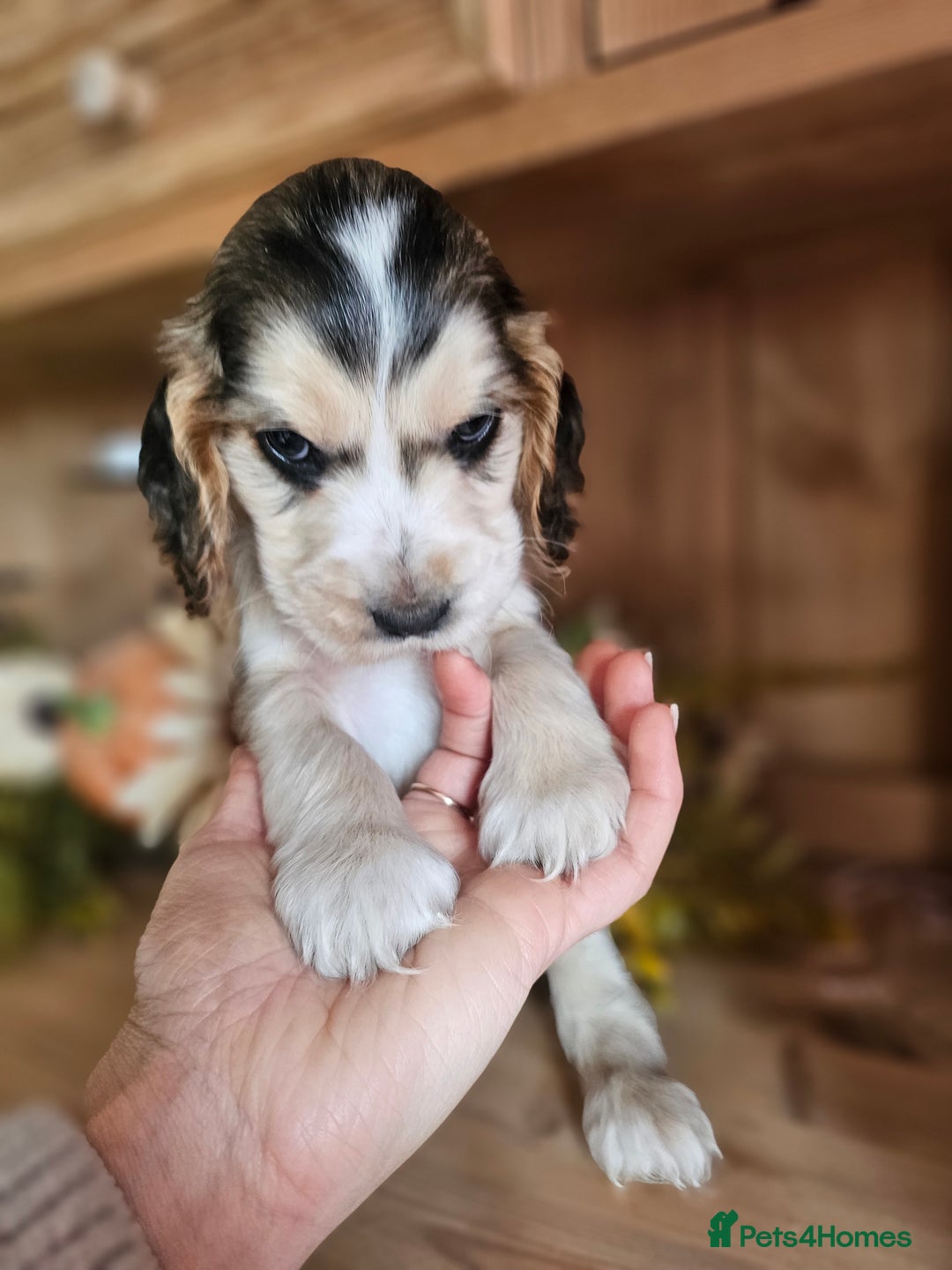 Cocker Spaniel dogs for sale: KC show cocker spaniel puppies - Image 2