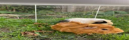 Guinea Pig rodents for sale: 2 Guinea pigs & cage+supplies - Advert 5