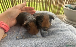 Guinea Pig rodents for sale: Baby guinea pigs - 2 male 2 female in London - Image 2