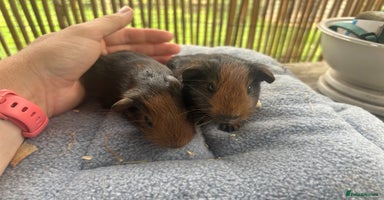 Guinea Pig rodents in London - Advert 14
