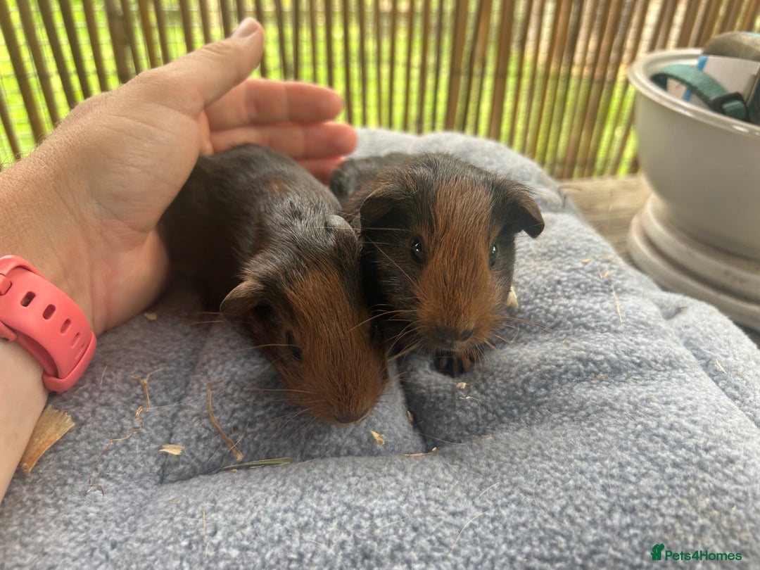 Guinea Pig rodents for sale: Baby guinea pigs - 2 male 2 female in London - Image 2