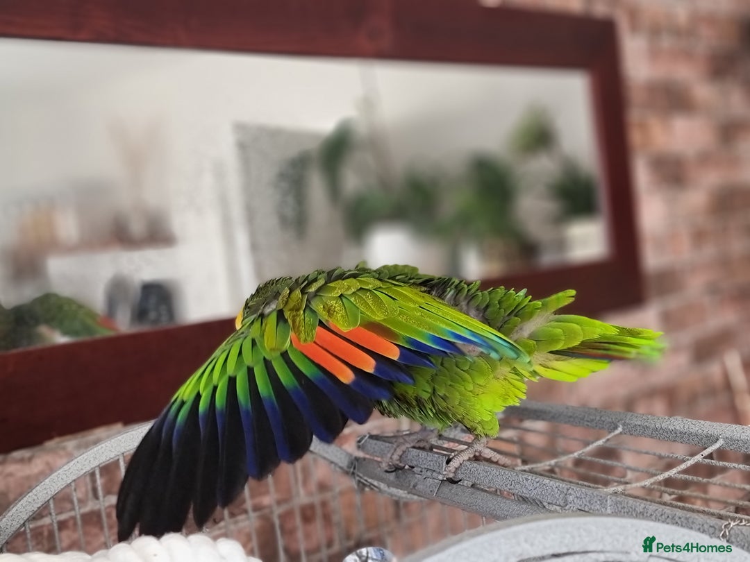 Parrots birds for sale: Amazon parrot - Advert 5