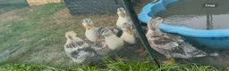 Ducks poultry for sale: Beautiful Miniature Silver Appleyard Ducklings  - Advert 5