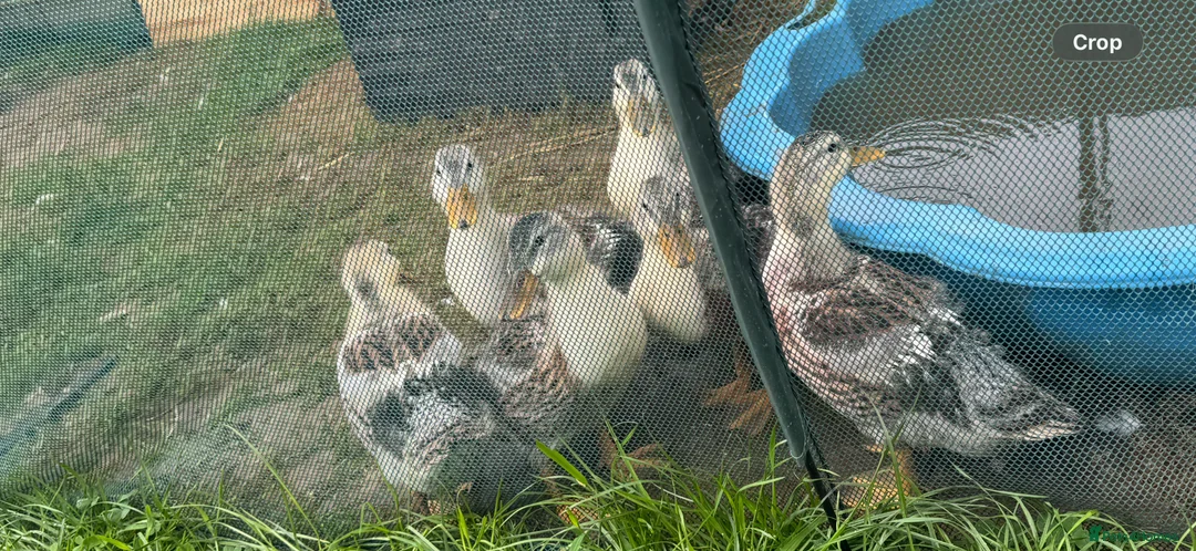 Ducks poultry for sale: Beautiful Miniature Silver Appleyard Ducklings  - Advert 5