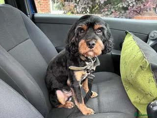 Cavapoo dogs Mr Pickle-F1 Cavapoo - Advert 1