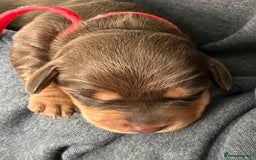 Dachshund dogs for sale: Dachshund puppies for sale - Image 6